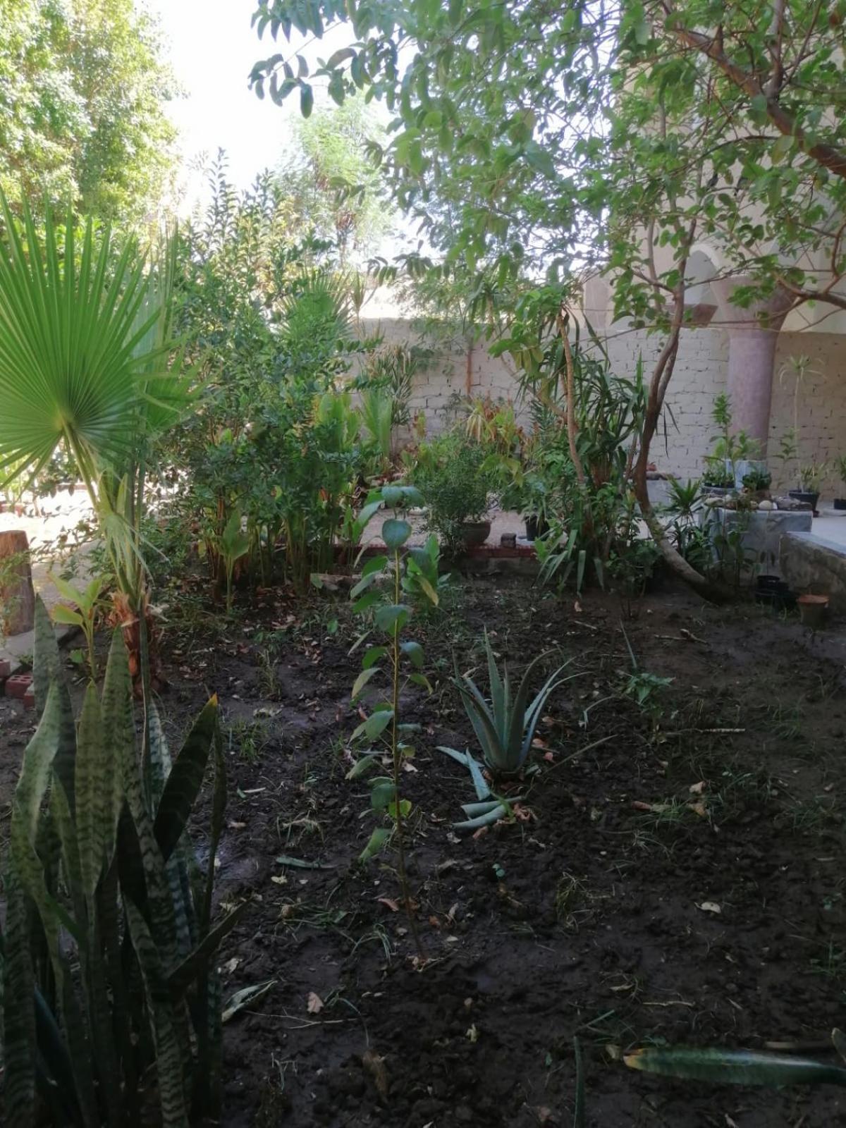 Rose Guest House Luxor Esterno foto